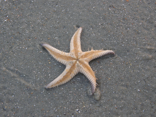 Starfish on Pawleys Island