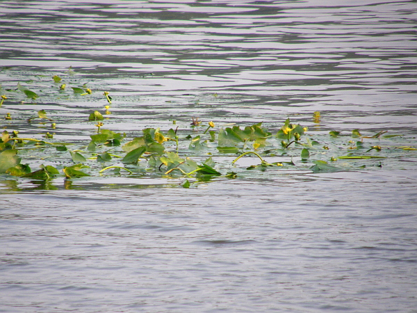 Yellow water lillies at Murrells Inlet, SC