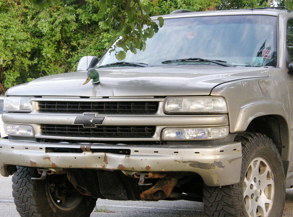 Duck hood ornament, Murrells Inlet, SC