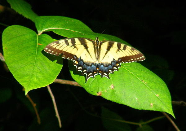 Butterfly, Florence, Alabama
