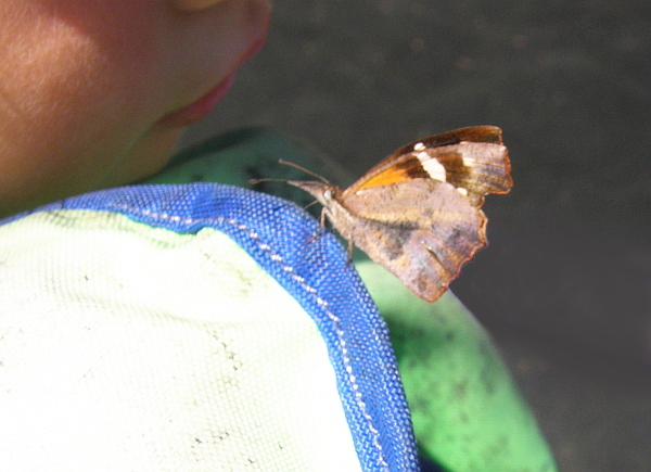 Moth or butterfly on life jacket.