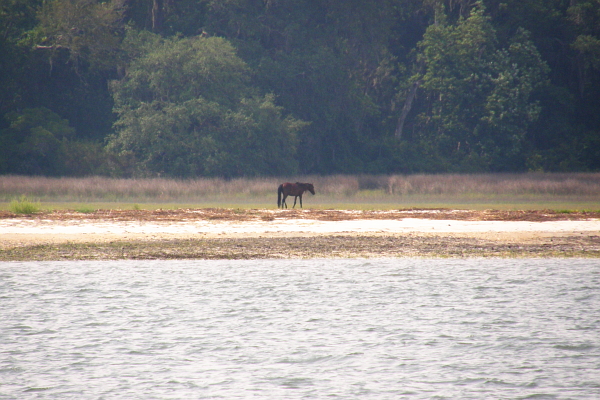 Wilde horse on Cumberland Island, GA