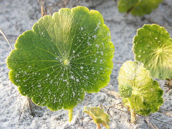 Single leaf plant in the South Carolina dunes