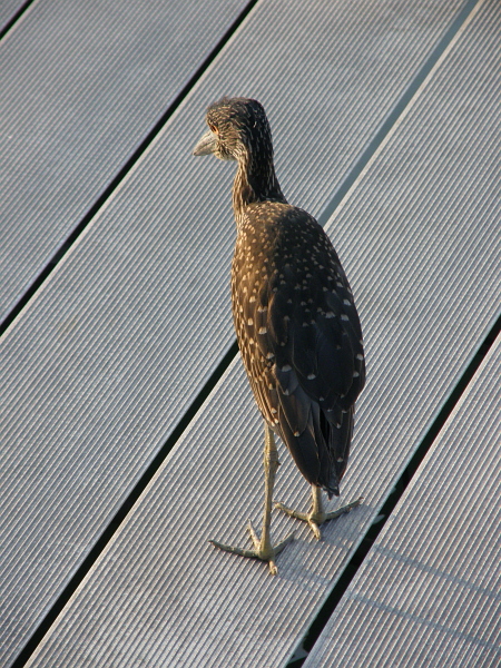 Bird, possibly chick on dock at Marsh Walk, Murrells Inlet, SC