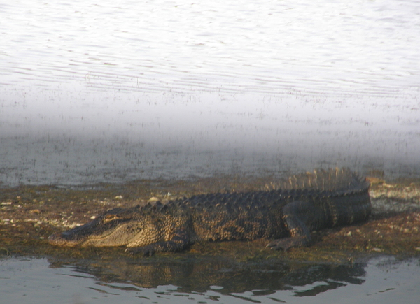 Alligator at Huntington Beach State Park, SC