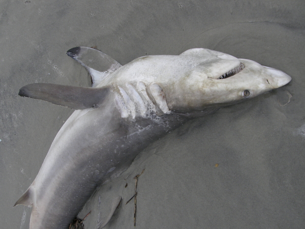 Atlantic Sharp Nose Shark, Murrells Inlet, SC