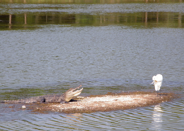 Alligator and egret at Huntington Beach State Park, SC