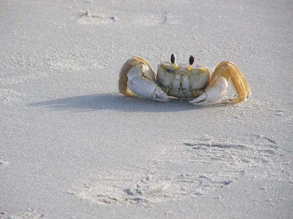 Ghost crab at Huntington Beach State Park, SC