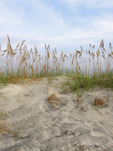 Sea oats in the dunes at Huntington Beach State Park, SC.