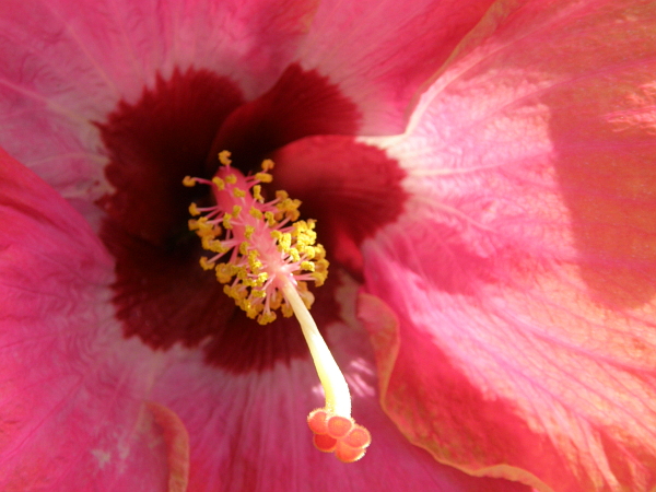 Hot pink hibiscus