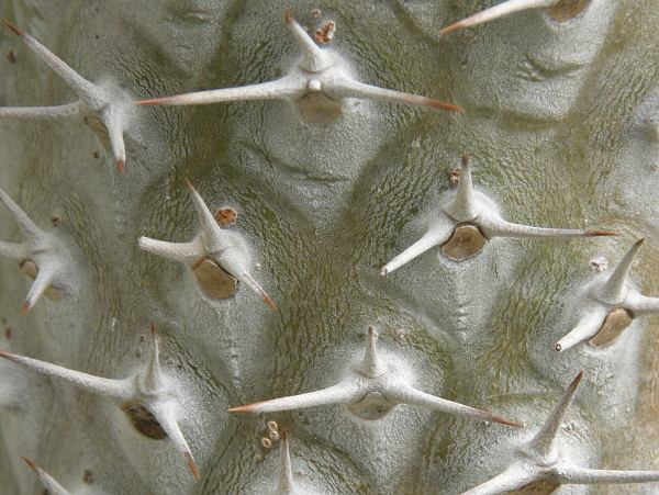 Closeup of cactus