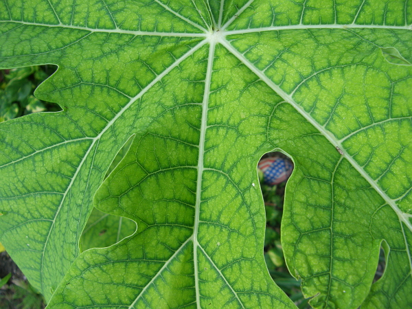 Closeup of leaf.