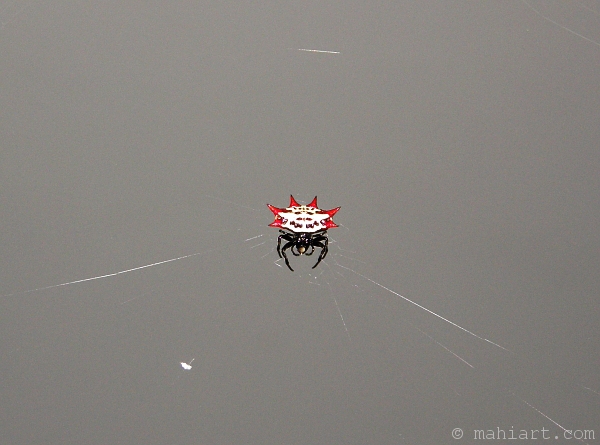 Black and white spider with red spikes