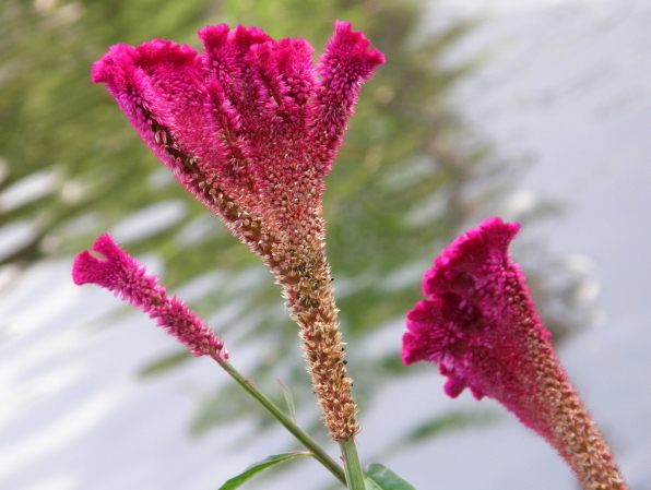 Fluffy fuchsia flower