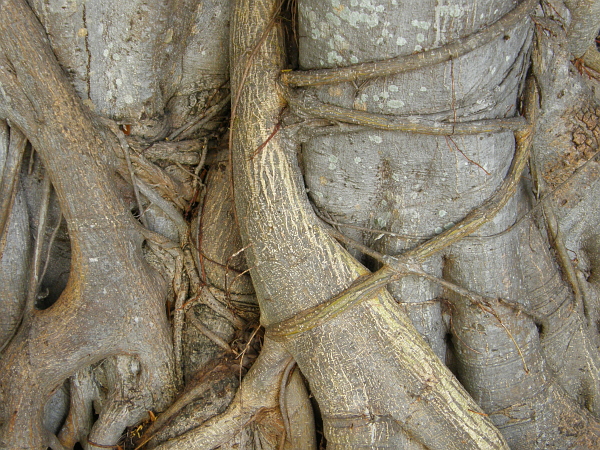 Tree roots and branches wrapped around each other