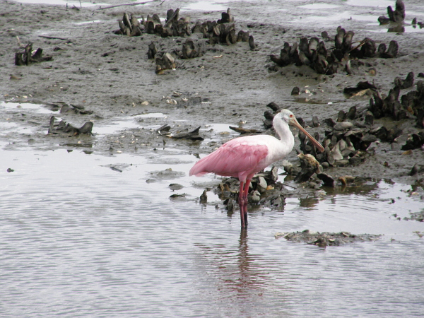Roseate spoonbill at Huntington Beach State Park
