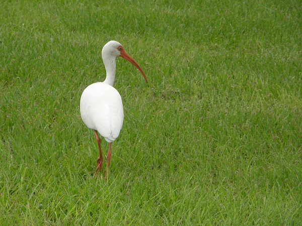 White ibis walking in the grass