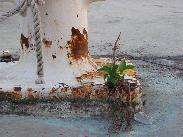 Tenacious tree makes a comeback.