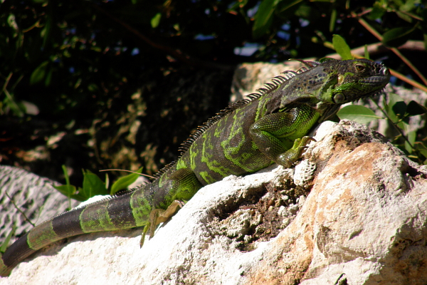 Iguana at park in Key Largo