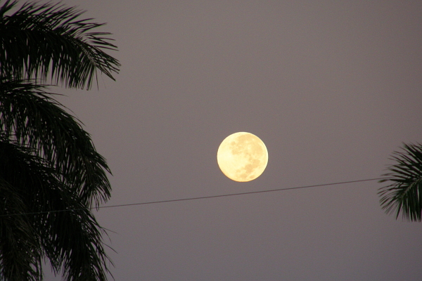 Hunter's moon, palm trees, power line.