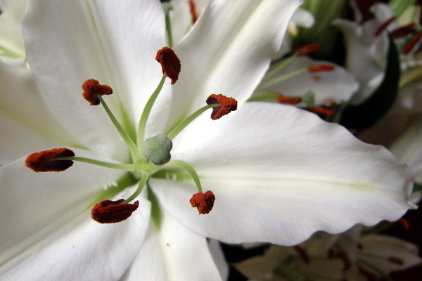 Closeup of white lily, showing pistil and stamina