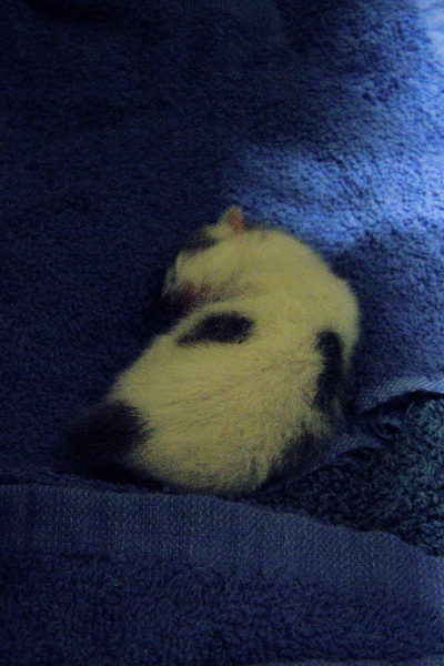 Newborn kitten sleeping on blue towel.