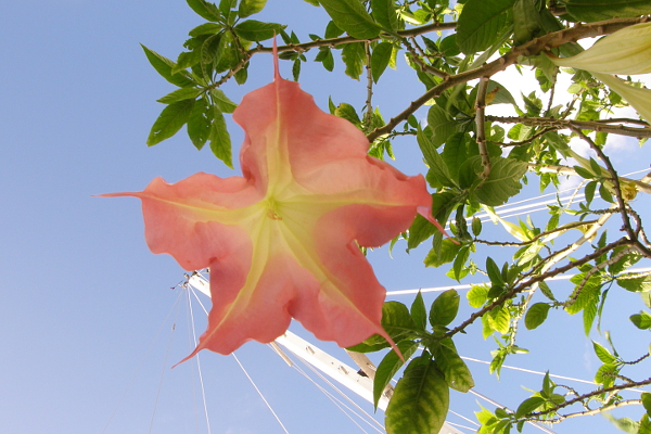 Belladonna flower with sailboat mast in background.