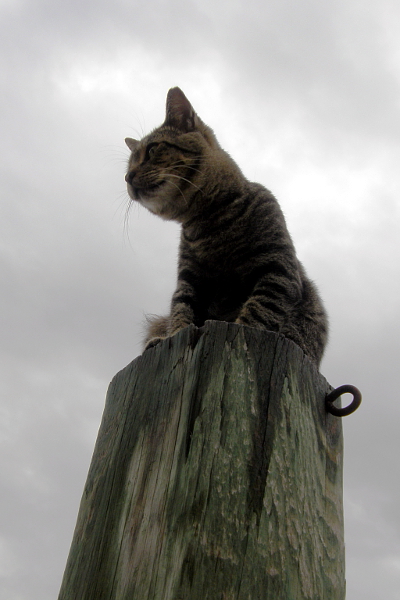 Henry the cat sitting on top of a piling
