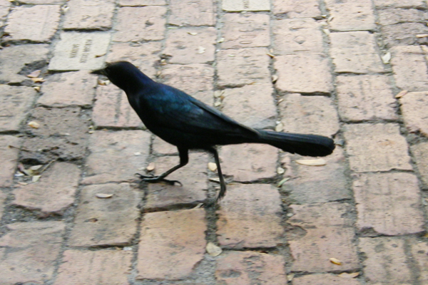 Black bird walking on terrace