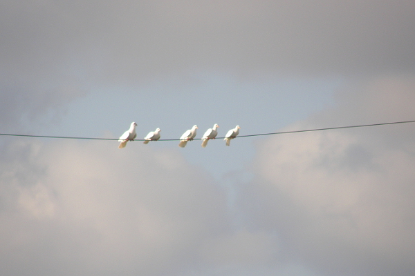Five white pigeons or doves? on a wire