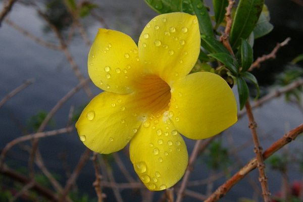 Yellow tropical flower covered in water drops.