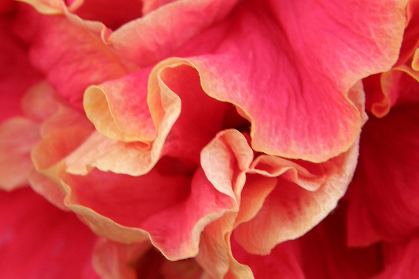 Closeup of hibiscus petals