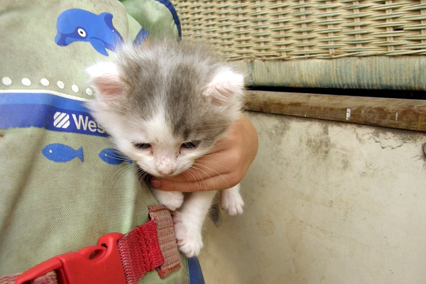 Kitten clutched under 4-year-old's arm