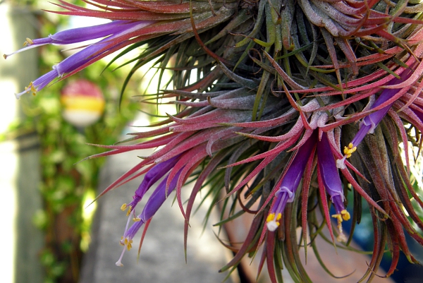 Blooming airplant