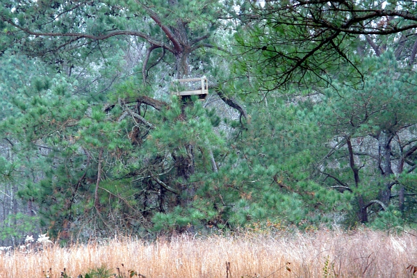 Deer stand in a large tree