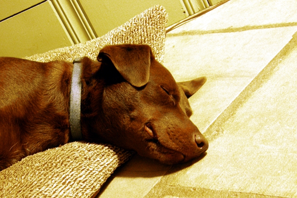 Lucky the dog sleeping on her bed.