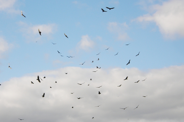 Birds hovering over landfill.