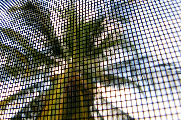 Palm tree as seen through a bug screen