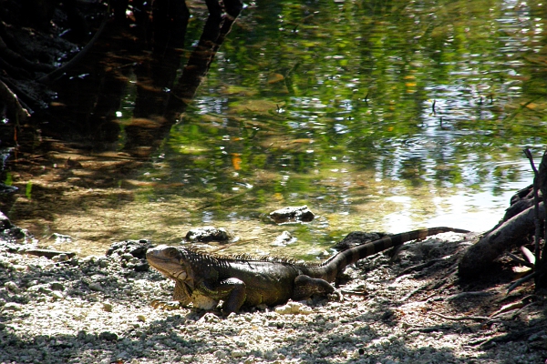 Iguana at the water's edge