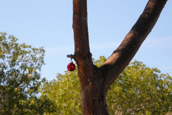 Christmas ornament in regular tree