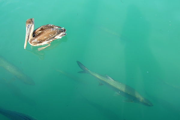 A pelican and a tarpon in the water