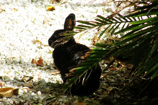 Bunny on pearock gravel