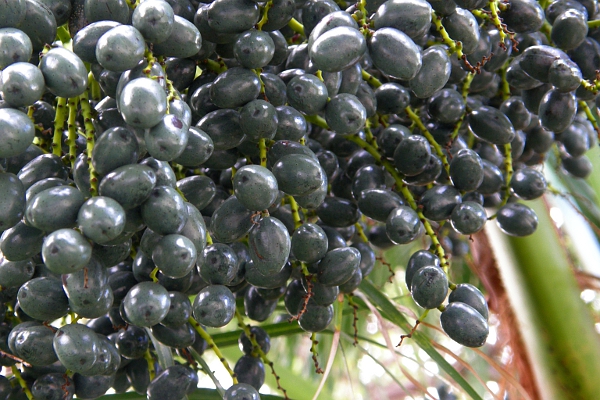 Palm fruit