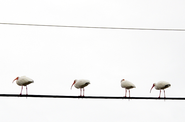 Four ibis sitting on powerline.