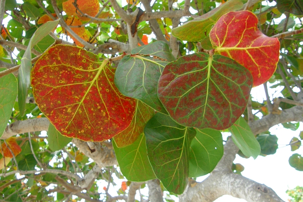 Brightly colored leaves on a tree