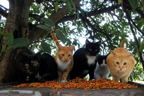 Cats eating a pile of cat food