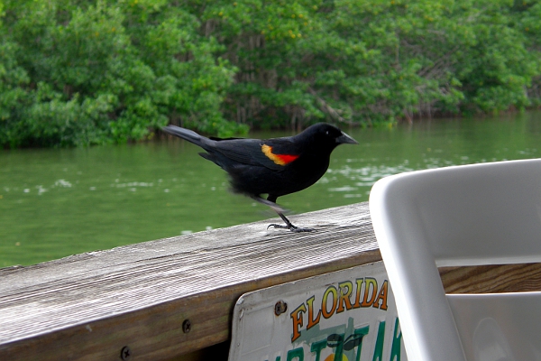 red winged blackbird on railing at Alabama Jack's