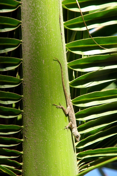 Gecko in palm tree