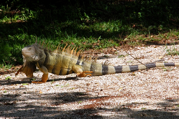 Iguana walking in the park