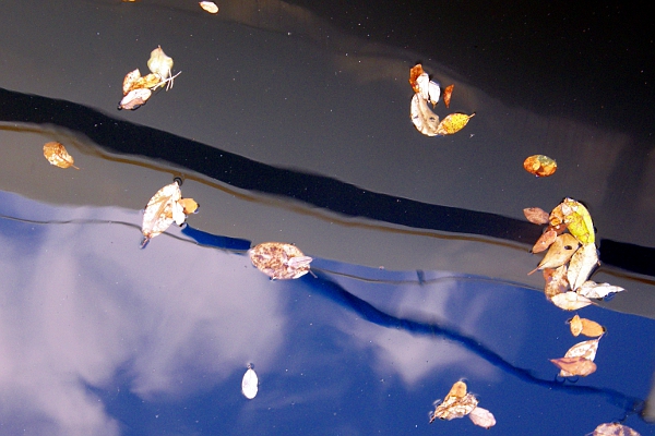 Leaves on the water over the reflection of a sailboat